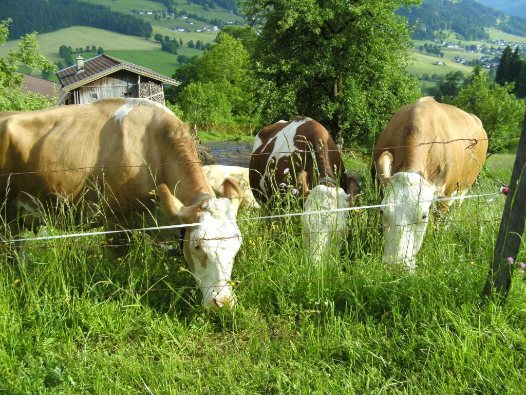 Vila Bauernhof Hundbichl Brixen im Thale Exteriér fotografie